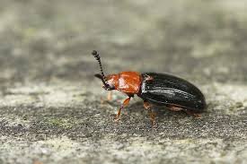 Attēlu rezultāti vaicājumam “Triplax russica”