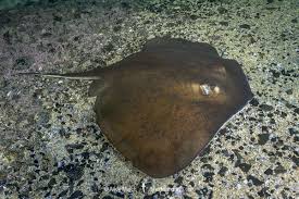 Image result for Dasyatis chrysonota