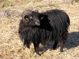 Attēlu rezultāti vaicājumam “Ovis aries”