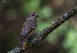 Attēlu rezultāti vaicājumam “Muscicapa striata adult”