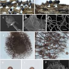 Attēlu rezultāti vaicājumam “Diachea dictyospora (syn. Craterium dictyosporum) stalked”