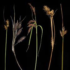 Attēlu rezultāti vaicājumam “Cyperaceae”