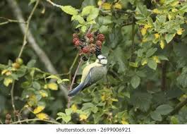 Attēlu rezultāti vaicājumam “Cyanistes caeruleus adult”