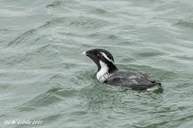 Image result for Synthliboramphus antiquus