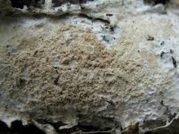 Attēlu rezultāti vaicājumam “Porotheleum fimbriatum”