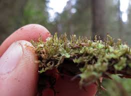 Attēlu rezultāti vaicājumam “Anastrophyllum hellerianum”