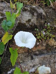 Attēlu rezultāti vaicājumam “Calystegia sepium”