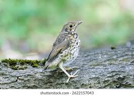 Attēlu rezultāti vaicājumam “Turdus philomelos juvenile”