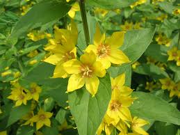 Attēlu rezultāti vaicājumam “Lysimachia punctata”