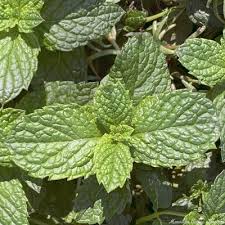 Attēlu rezultāti vaicājumam “Mentha spicata leaf”