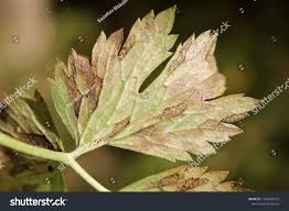 Attēlu rezultāti vaicājumam “Ranunculus repens leaf”