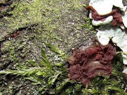 Attēlu rezultāti vaicājumam “Craterocolla cerasi”