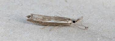 Attēlu rezultāti vaicājumam “Platytes alpinella”