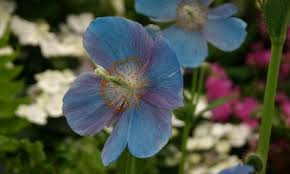 Image result for Meconopsis betonicifolia