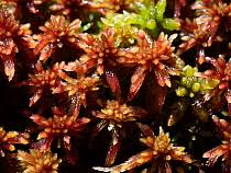 Attēlu rezultāti vaicājumam “Sphagnum rubellum”
