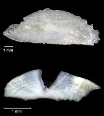 Image result for Mycteroperca phenax