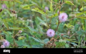 Image result for pohon semalu images