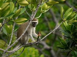 Attēlu rezultāti vaicājumam “Primates”