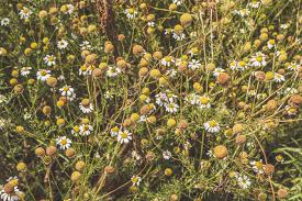 Attēlu rezultāti vaicājumam “Matricaria chamomilla flower”