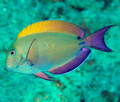Image result for Acanthurus blochii