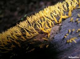 Attēlu rezultāti vaicājumam “Calocera glossoides”