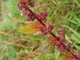 Attēlu rezultāti vaicājumam “Chenopodium polyspermum”