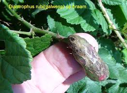 Attēlu rezultāti vaicājumam “Diastrophus rubi”