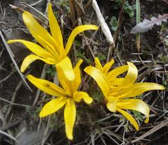 Attēlu rezultāti vaicājumam “Colchicaceae”