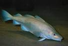 Variety of Life: Gadiformes
