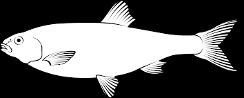 Image result for Dorosoma cepedianum