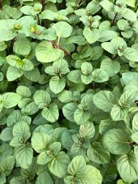 Image result for Mentha piperita
