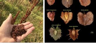 Attēlu rezultāti vaicājumam “Rumex crispus fruit”