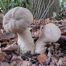Attēlu rezultāti vaicājumam “Calvatia excipuliformis”