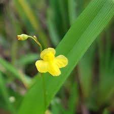 Attēlu rezultāti vaicājumam “Utricularia intermedia bud”