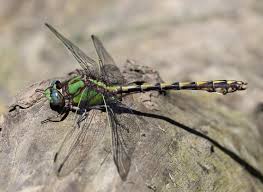 Attēlu rezultāti vaicājumam “Gomphidae”