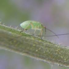 Attēlu rezultāti vaicājumam “Lygus nymph nymph”