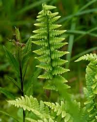 Attēlu rezultāti vaicājumam “Dryopteris cristata”