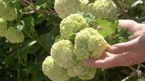 Attēlu rezultāti vaicājumam “Viburnum opulus flower”