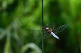 Attēlu rezultāti vaicājumam “Libellula depressa male”