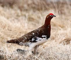 Image result for Lagopus lagopus