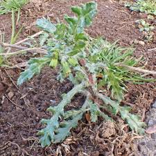 Attēlu rezultāti vaicājumam “Senecio vulgaris”