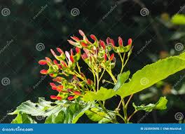 Attēlu rezultāti vaicājumam “Acer tataricum subsp. ginnala fruit”