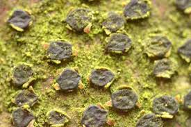 Attēlu rezultāti vaicājumam “Diatrype disciformis”