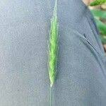 Attēlu rezultāti vaicājumam “Hordelymus europaeus fruit”