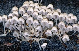 Attēlu rezultāti vaicājumam “Coprinus sp.”