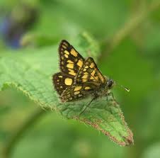 Attēlu rezultāti vaicājumam “Carterocephalus silvicolus underside”