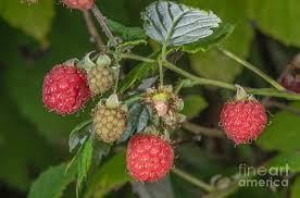 Attēlu rezultāti vaicājumam “Rubus idaeus”