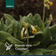 Attēlu rezultāti vaicājumam “Primula veris fruit”