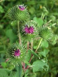 Attēlu rezultāti vaicājumam “Arctium lappa”