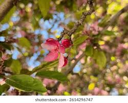 Attēlu rezultāti vaicājumam “Malus sylvestris”